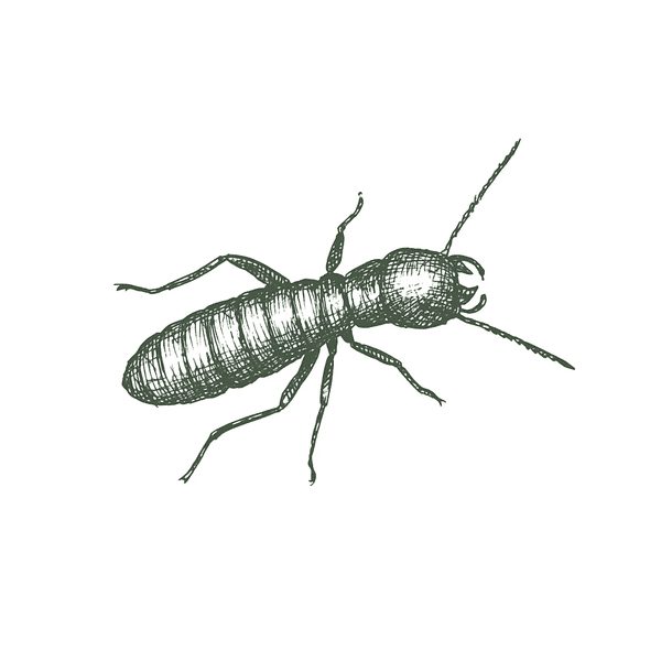 Termitas de Madera Seca