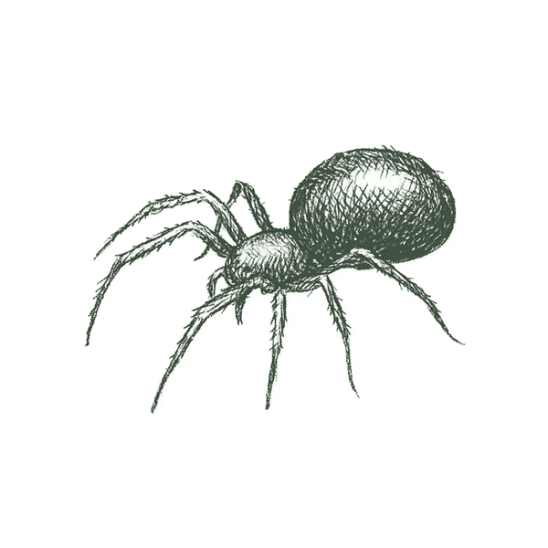 Arañas Tejedoras de Embudo