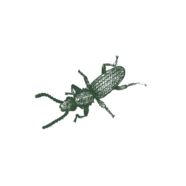 Escarabajo del Grano